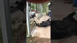 Neighbors Stallion takes multiple tumbles. Full video on YouTube!