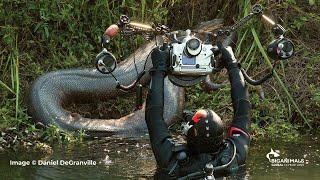 Anacondas in Brazil Adventure