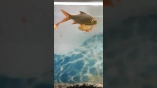 Wow natural beauty of Fishes ll  ️ 