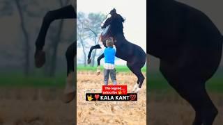 Legend s#stallion-KALA KANTA️️. MARWARI #horse #trending #horseriding dev horse horsed #ytshort