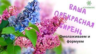  Как ОМОЛОДИТЬ старый куст СИРЕНИ l Компактная и Обильноцветущая СИРЕНЬ 