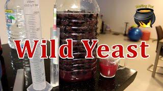 Wild Yeast for Wine Brewing - ဝိုင်ကောင်းကောင်းလေး ပြုလုပ်ဖို့ သဘာဝ တဆေး