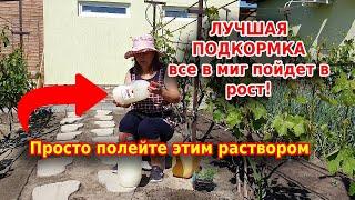 Овощи в миг пойдут в рост! Просто полейте раствором Бесараба все растения