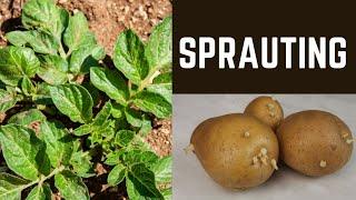 How to deal with sprauting potatoes.#plantbased #viral #fyp #gardening101