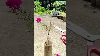 Pruning portulaca flower in pot #garden #horticulture #nature #plants #bonsaiculture #plasticbottle