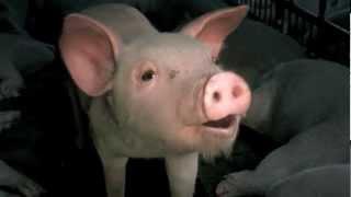 Imagine a world without factory farming - 2 min