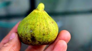 The Best Tasting Fig Varieties | Their History & Reasoning