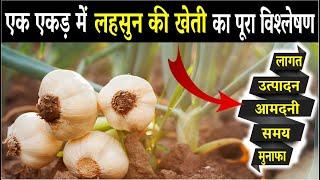 When and how to cultivate garlic? When and how to cultivate garlic? Garlic Farming In India