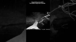 Predator in the dark: Coyote hunts deer in the water