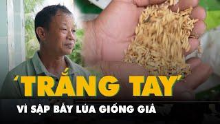 Sập bẫy lúa giống giả, nhiều nông dân ở Cà Mau trắng tay, nợ 'đầm đìa'