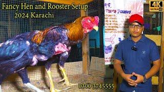 Fancy Hen and Rooster at Nazar Birds Setup 2024 Karachi | Ayam Cemani Shamo chickens  and Rooster