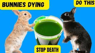 Are your bunnies dying please!!! Do this #rabbit