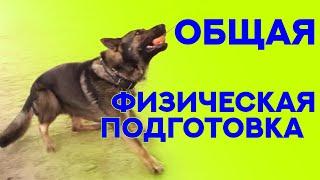 Немецкая Овчарка Скиф. Общая физическая подготовка. Working German Shepherd. Physical training.