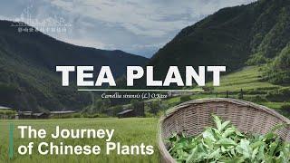 【ENG SUB】The Journey of Chinese Plants TEA PLANT｜1080P