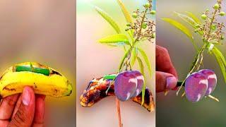 How To Grow Mango Trees From Natural Hormone | Best Natural Banana Rooting Hormone