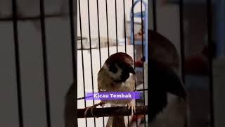 Suara Burung Gereja Gacor Roll Tembak Panjang Memanggil Teman | Kicau Tembak