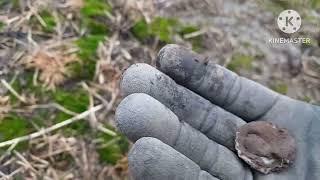 (266) thats a big horse shoe, danish metal detecting 