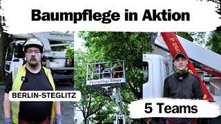 Baumpflege in Steglitz: So arbeitet Baumpflege Bittner 