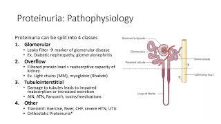 Proteinuria: Diagnosis and Management – CKD CME (October 2018)