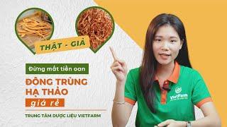 Đừng Mất Tiền Oan Với Đông Trùng Hạ Thảo GIÁ RẺ | Cách Phân Biệt Đông Trùng Hạ Thảo THẬT - GIẢ