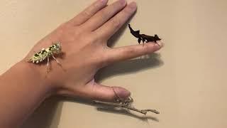 Praying mantises on my hand