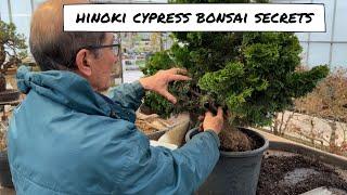 Hinoki Bonsai Secrets