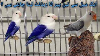 How we Breed Lovebirds | Lovebirds Pairing | Albino Lovebirds