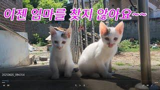 새끼 고양이의 완전한 독립