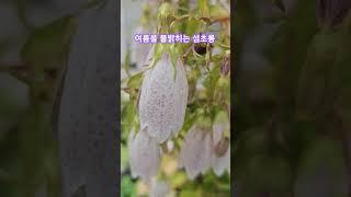 [계절의소리]섬초롱