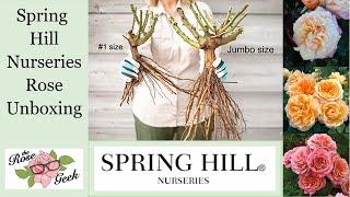  Spring Hill Nurseries Bare Root Rose Unboxing / What are “Jumbo” Bare Roots?