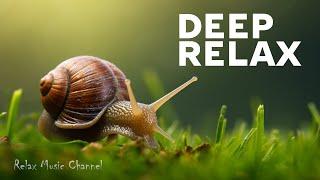 Graceful Journey: The Snail's Path | 1 Hour of Relaxing Music with Nature's Ballet