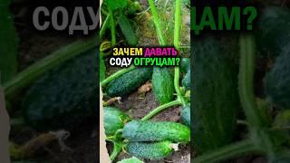 Зачем сыпать соду под огурцы?  Урожай вёдрами — секрет раскрыт! #огород #урожай