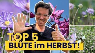 Meine Favoriten! Späte BLÜTE für Biene, Hummel & Schmetterling!