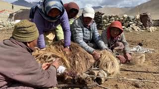 The nomads of Kharnak Pangchen pastoral lifestyle in, Ladakh