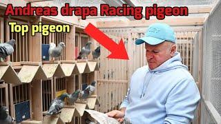 Andreas Drapa Racing Pigeon Auction – Top 3 Pigeons for Sale on Herbots!