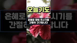 오늘 기도 / 오늘의 기도 / 아침기도 / 하루를 여는 기도 #감사기도 #아침기도 #믿음의기도 #주님의사랑 #하루를여는기도 #믿음으로사는삶