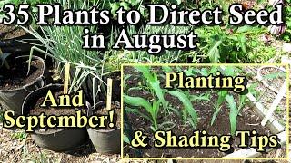 35 Crops You Can Direct Seed in August & September: Warm & Cool Crops- Planting Tips & List Below!