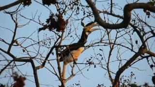 Malabar pied Hornbill call