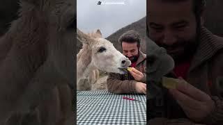 Donkey Eat Lemon With His Owner By @famodge