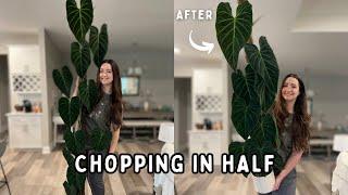 Chopping my HUGE Philodendron Splendid Moss Pole | Full Start to Finish Process