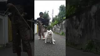 Lucky vave...ponneee..vaadaa 🫣|MRUNMAYI MIMMUZ| #mrunmayi #mimmuz #petlover #childhood