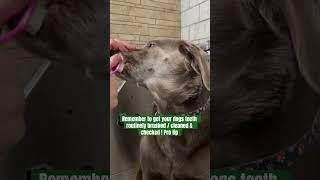 Brushing teeth 1x week dramatically benefits dogs dental hygiene #forthedogs