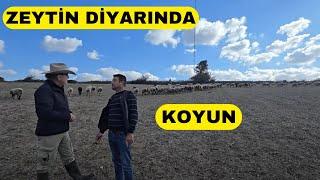 HARİKA! KOYUNLAR YAZ KIŞ OTLUYOR (Karacabey Merinos Mudanya)