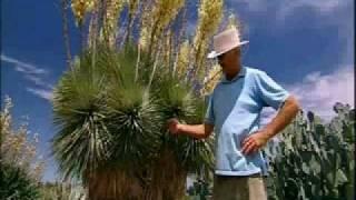 Gardening Australia Cactus Country Strathmerton