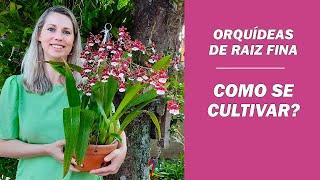 APRENDA CULTIVAR ORQUÍDEAS DE RAIZES FINAS