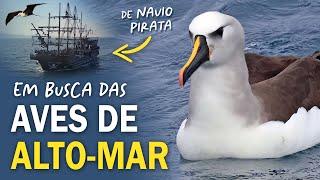 AVES PELÁGICAS: PASSARINHANDO em Alto Mar em busca dos Albatrozes e pardelas!