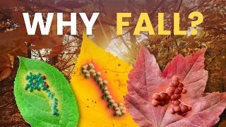 The Incredible Biology Powering Autumn Colors｜Leaf Senescence