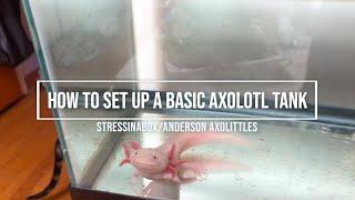 Axolotl: Basic Tank Set Up