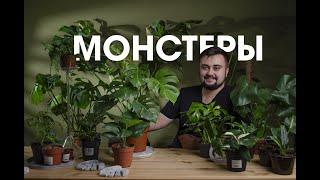 МОНСТЕРА / ВИДЫ / УХОД / РАЗМНОЖЕНИЕ