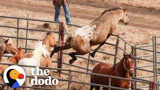 Wild Horse Immediately Recognizes His Girlfriend After Years Apart | The Dodo Faith = Restored